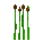 Cat Tails.png