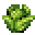 Cabbage (Harvest)