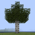Birch Tree.png