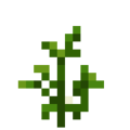 Soybean (4).png
