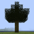 Chestnut Tree.png